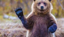 网红小熊吃瓜视频大全,萌宠视角下的娱乐圈风云